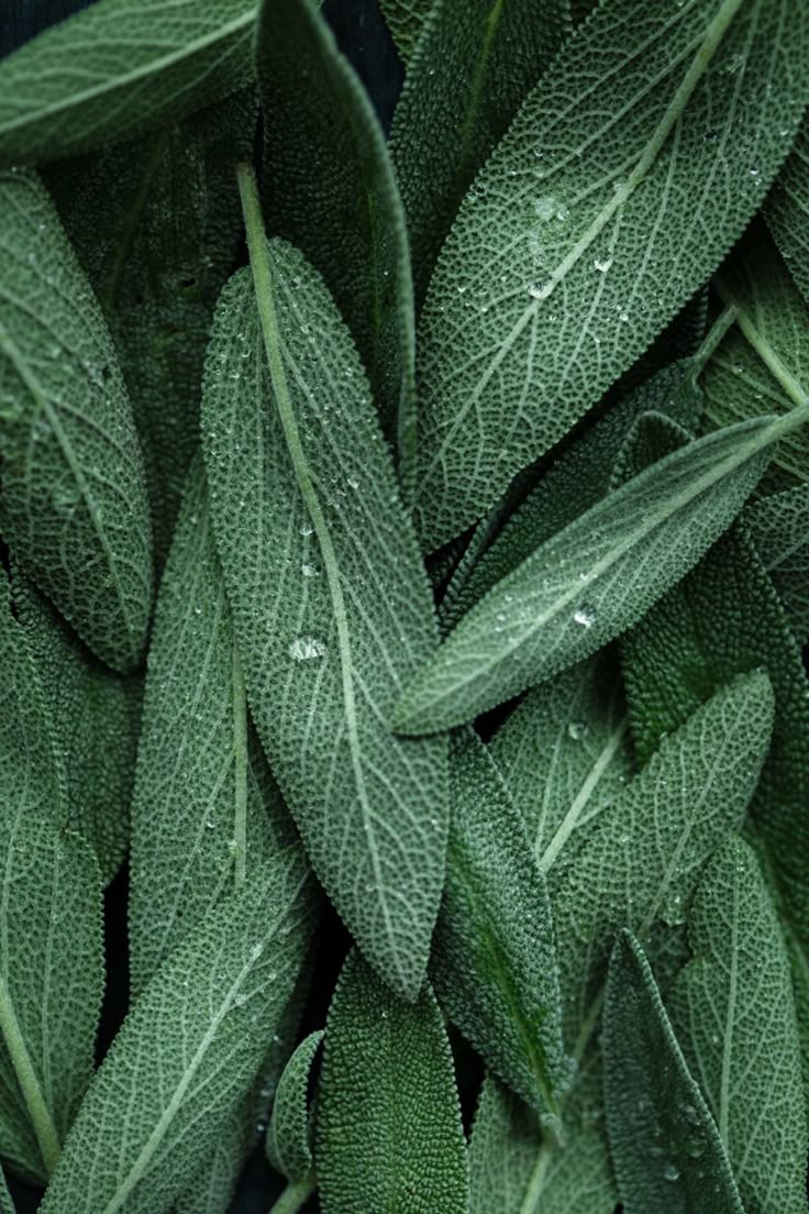Clary Sage