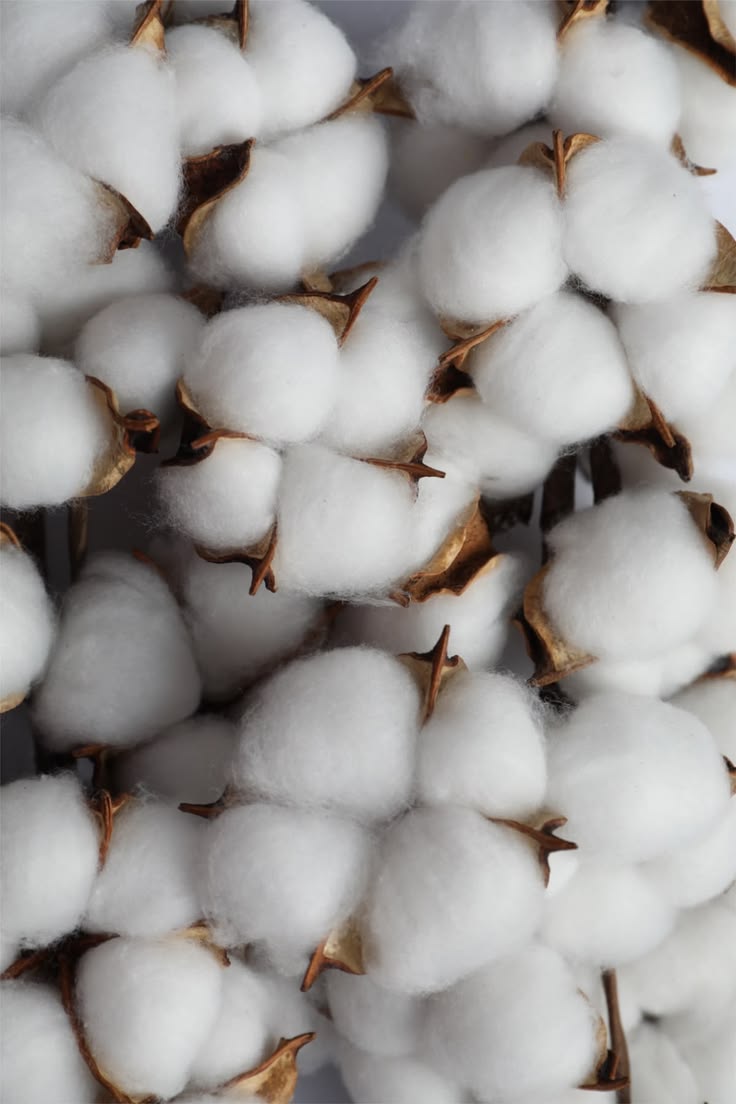 Cotton Blossom