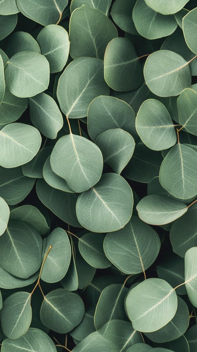 Eucalyptus